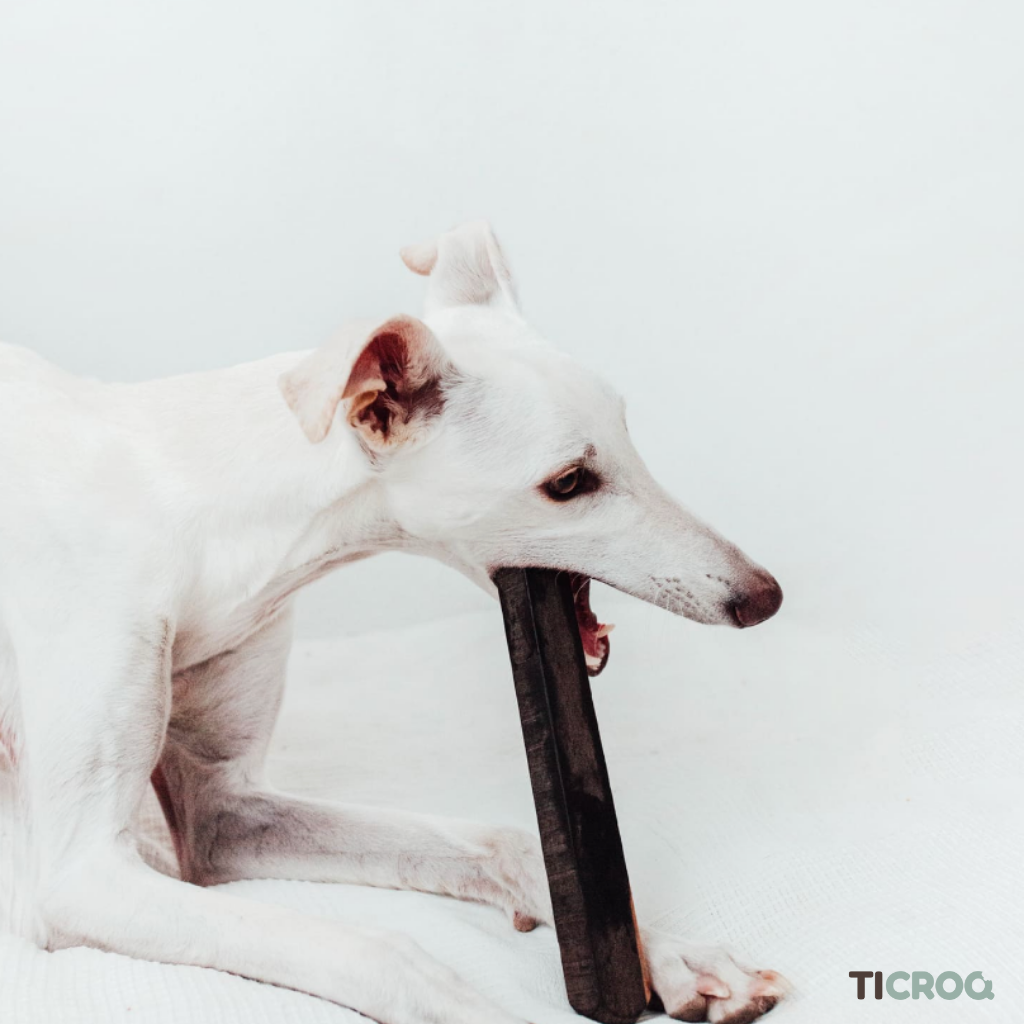 Bois d'ébène Ticroq - Friandise naturelle pour chiens, idéale pour une mastication durable et bénéfique pour la santé dentaire